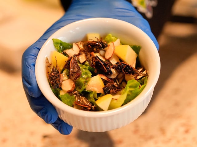 Zach Lemann, curator of animal collections for the Audubon Insectarium, prepares cicadas for eating at the insectarium in New Orleans, Wednesday, April 17, 2024. The insectarium plans to demonstrate ways to cook cicadas at the little in-house snack bar where it already serves other insect dishes. (AP Photo/Gerald Herbert)