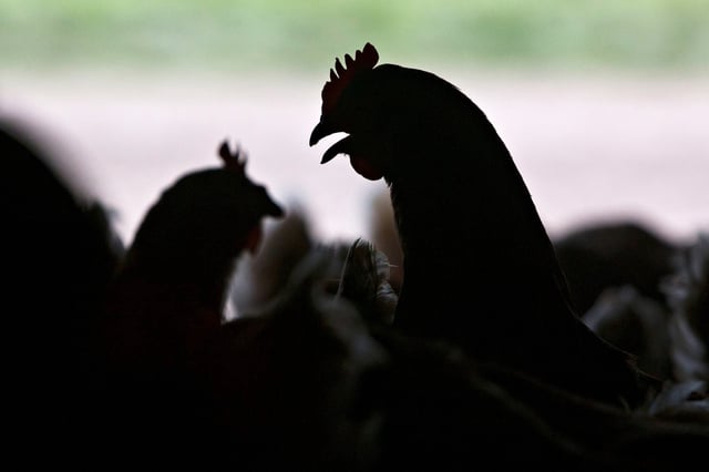Lohmann Brown chickens stand inside a barn at Meadow Haven Farm, a certified organic family run farm, in Sheffield, Ill., on Aug. 4, 2015. 