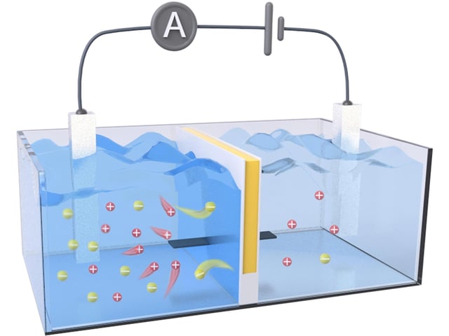 An improved membrane (yellow line) dramatically increased the amount of osmotic power harvested from salt gradients, like those found in estuaries where salt water (left tank) meets fresh water (right tank). Credit: Adapted from ACS Energy Letters 2024, DOI: 10.1021/acsenergylett.4c00320