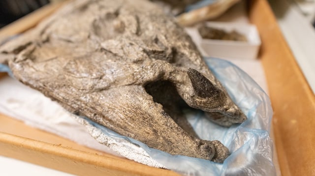 A spike-tooth salmon fossil on display at the University of Oregon’s Museum of Natural and Cultural History.