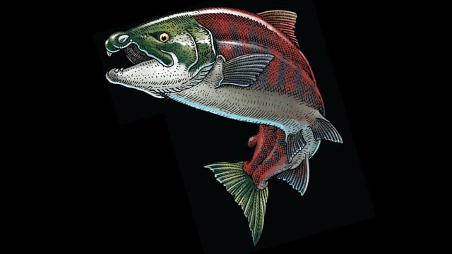 Artist’s rendering of ancient salmon on black background