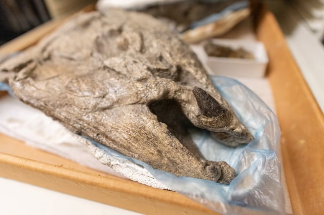 Giant-Prehistoric-Salmon 20240424