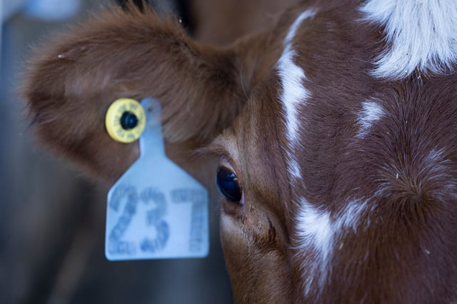 Dairy cows are milked at the Meadow Creek Dairy Farm on October 5, 2022, in Galax, Virginia. - With a hundred head of cattle grazing the green slopes of the Appalachian Mountains in the eastern US, Meadow Creek is unlike most other cheese factories in the country: all of its products are made from raw milk. (Photo by Brendan Smialowski / AFP) (Photo by BRENDAN SMIALOWSKI/AFP via Getty Images)