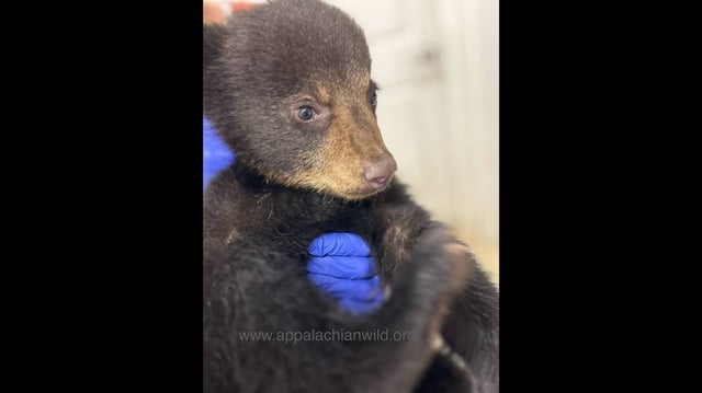 A bear ripped from a North Carolina tree is now “thriving,” officials said.