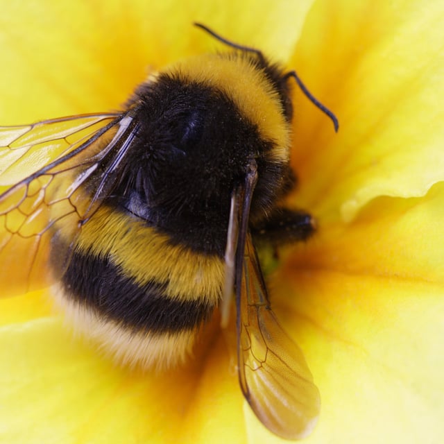 A stock photo shows a bumblebee in a flower. A new study has found a new factor in the species decline across the world.