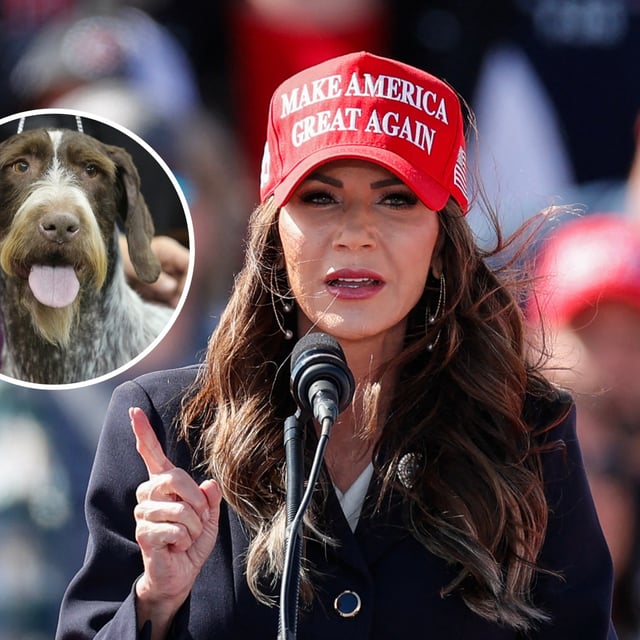 South Dakota Governor Kristi Noem is pictured in a MAGA hat while speaking at an event with former President Donald Trump in Vandalia, Ohio, on March 16, 2024. The inset image features a German Wirehaired Pointer, a dog of the same breed that Noem admitted to fatally shooting because it was "untrainable" and "less than worthless" in a new book. Noem suggested in a Fox News interview on Monday night that personally executing the 14-month-old pet was her duty "as a mom."
