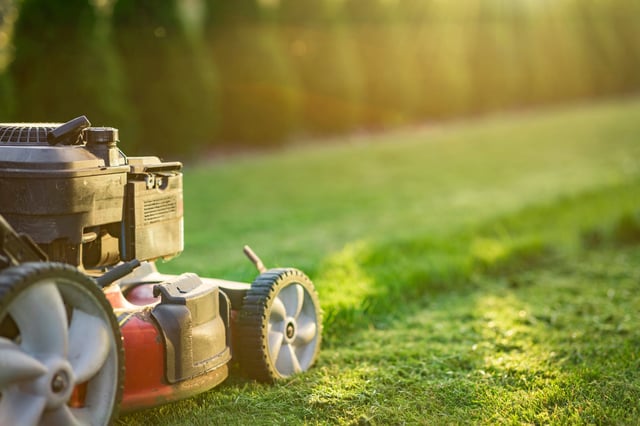 No Mow May is a growing trend that involves not cutting your grass through the whole month of May.
