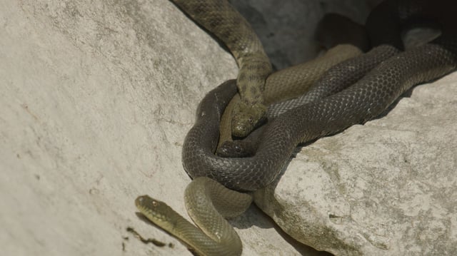 Researchers examined three different color morphs of dice snakes in North Macedonia.
