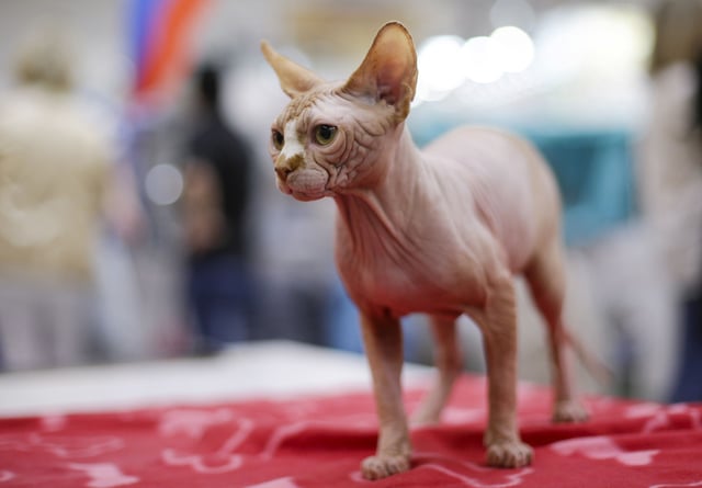 A Sphynx cat is seen during the Mediterranean Winner 2016 cat show in Rome, Italy, April 3, 2016.
