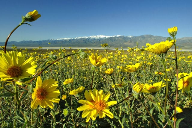 Wild flowers blooming (AP Photo/Damian Dovarganes, File)