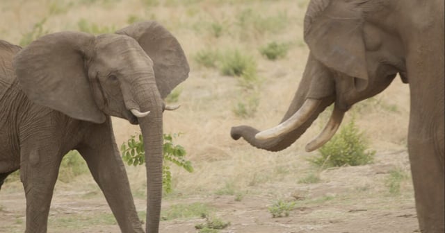 A male and female elephant greet each other