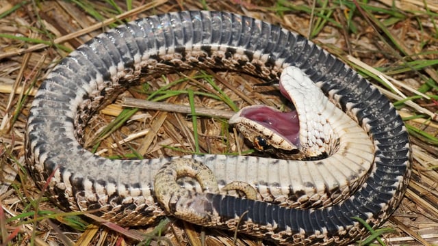 A black and white snake on the grass lies on its back with its mouth open, as if it were dead.