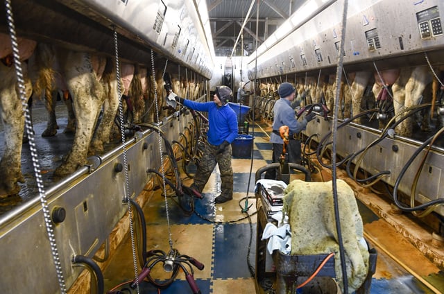 FILE - Farm workers milk dairy cows in the milking parlor at the Welcome Stock Farms, Jan. 25, 2022, in Schuylerville, N.Y. New York officials gave final approval Wednesday, Feb. 22, for a measure that will lower the hourly threshold for when farm workers qualify for overtime pay. (AP Photo/Hans Pennink, File)