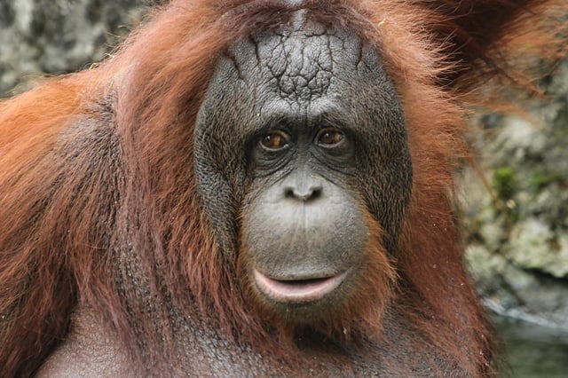 Bornean Orangutan