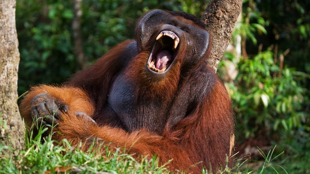 Orangutans are the largest tree-dwelling mammals and are known for their vocal repertoire and social behavior.