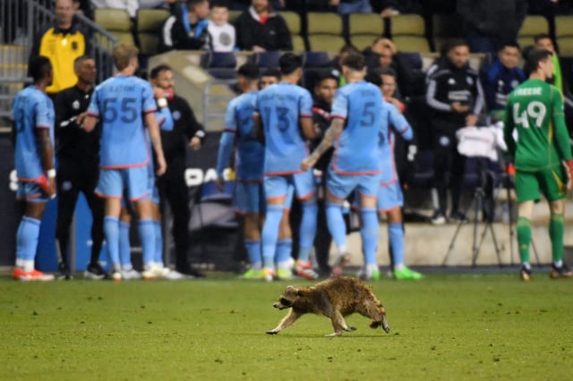 A raccoon runs on the field during the game between the Philadelphia Union and New York City FC at Subaru Park.