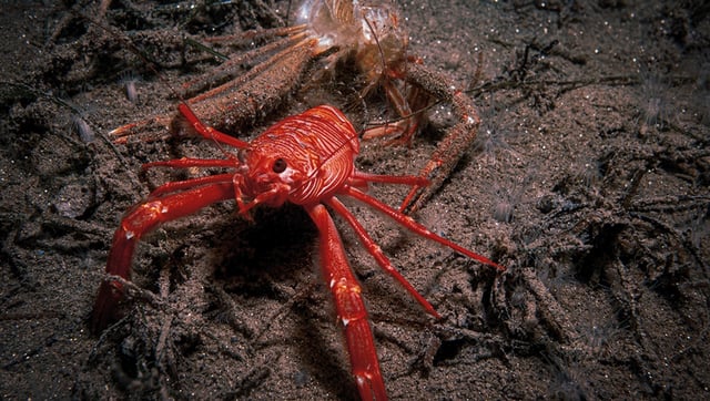 The Tuna Crabs Are Coming And It's Not Good News