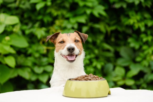 Dog