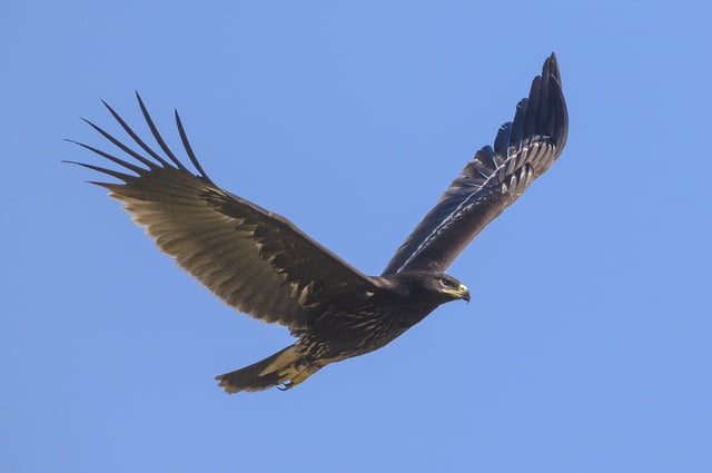 Great spotted eagle flying