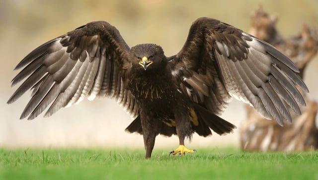 How Does War Impact Wildlife?