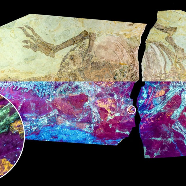 Image of the fossilized Psittacosaurus specimen under natural (upper half) and UV light (lower half) showing the orange-yellow fluorescence of the fossilised skin. The dinosaur was found to have feathered skin at some parts of its body and scales at others.