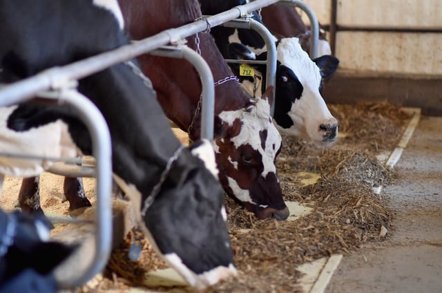 Cows are seen at Tollgate farm on January 17, 2020 in Ancramdale, New York. (Photo by Angela Weiss / AFP) (Photo by ANGELA WEISS/AFP via Getty Images)