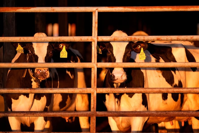 Dairy cows stand together at a farm, Monday, April 1, 2024, in Clinton, Maine. Federal health and agriculture officials pledged new spending and other efforts Friday, May 10, 2024, to help track and contain an outbreak of bird flu in the nation's dairy cows that has spread to more than 40 herds in nine states.