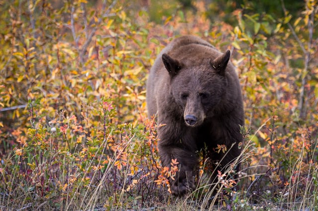 An American black bear at Waterton Lakes National Park in Canada on Oct. 5, 2021.