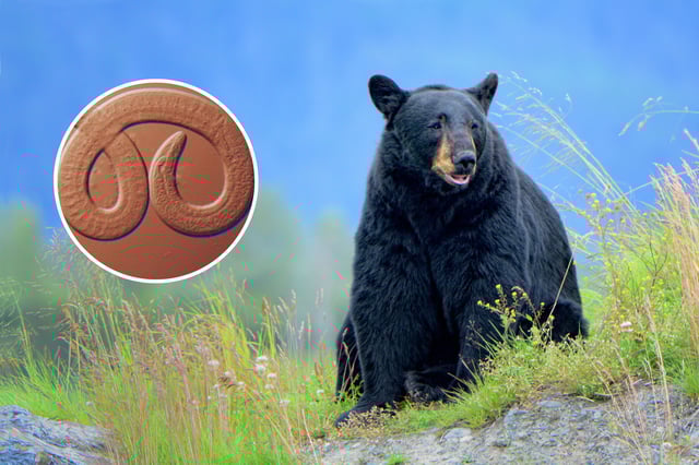 bear and parasite