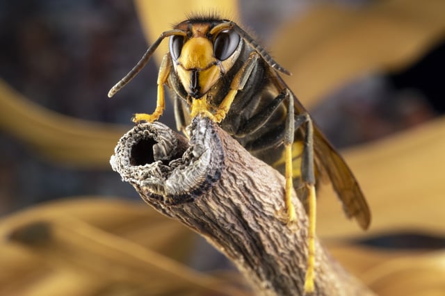 A yellow-leged hornet perched on a branch.