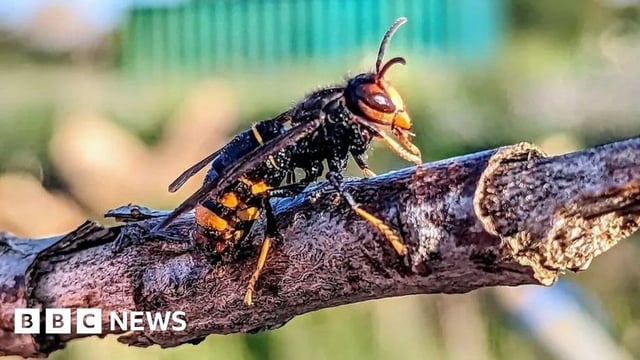 An Asian hornet on a branch in Folkestone, Kent