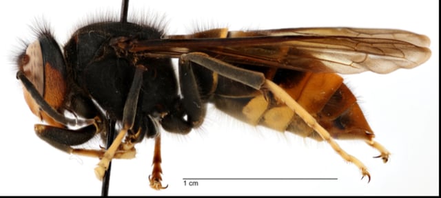 A yellow-legged hornet found in Georgia
