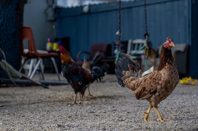 Roosters on a farm