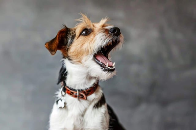 While there are numerous resources and opportunities for recording human speech, collecting such data from animals is more difficult. Credit: Neuroscience News
