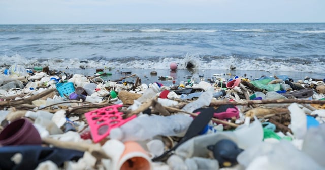 The fungus Parengyodontium album has been found to break down polyethylene waste in the marine environment at a rate of around 0.05% per day