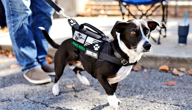 A service dog is seen at the 2023 Veteran's Day Parade on November 11, 2023 in Nashville, Tennessee. (Credit: Jason Kempin/Getty Images )