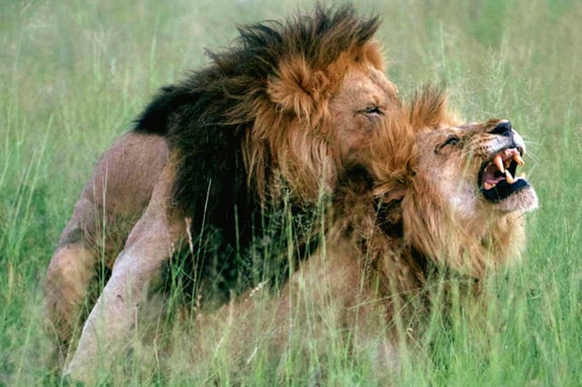 Lions in the documentary "Queer Planet."