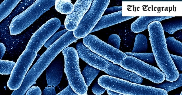 The people who have fallen ill in the latest E. coli outbreak range in age from two to 79, with the majority of cases in young adults
