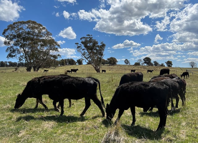 AUSTRALIA-AGRICULTURE/LIVESTOCK