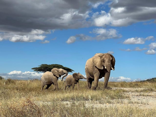 Elephant Names
