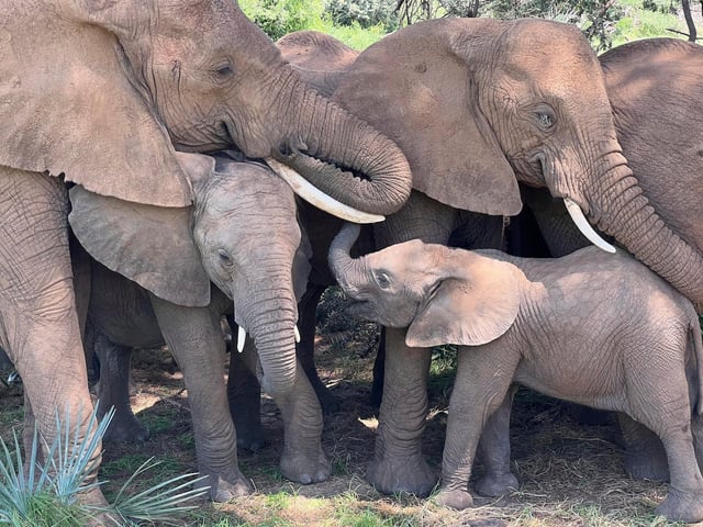 Elephant Names