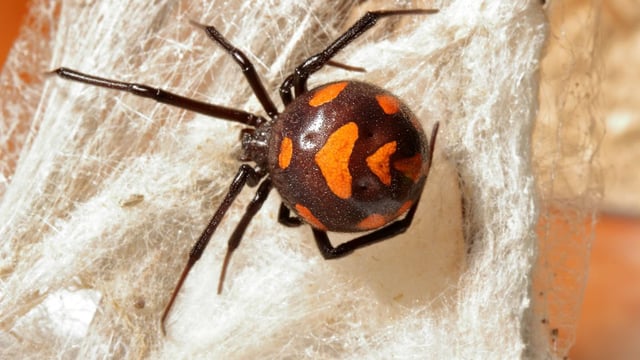 A European black widow n her net