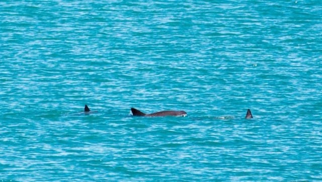 Just 6 To 8 Individuals Of The World's Rarest Mammal Sighted In Vaquita Survey
