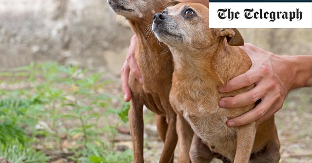 Rescue dogs were adopted more quickly when housed in pairs, the study found