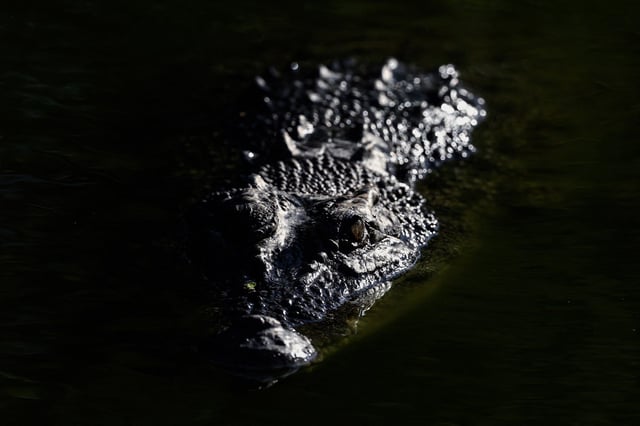 A crocodile swimming in a lagoon in the Australian Northern Territory town of Darwin. 