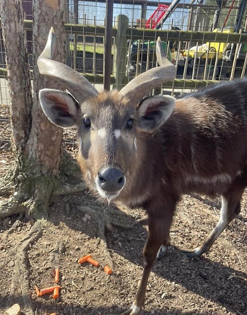 Leif, a 7-year-old sitatunga antelope, died on June 8.
