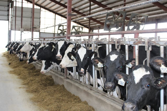 A herd of cows line up to eat at a dairy farm in Dodge County, Wisconsin. As of mid-June, bird flu has been found on more than 90 dairy farms in 12 states, but Wisconsin is not one of them.