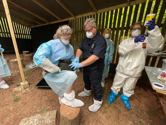 A vaccine was developed in 2023, with help from the Carolina Raptor Center and others, to help protect endangered California condors from bird flu, which killed 21 condors.