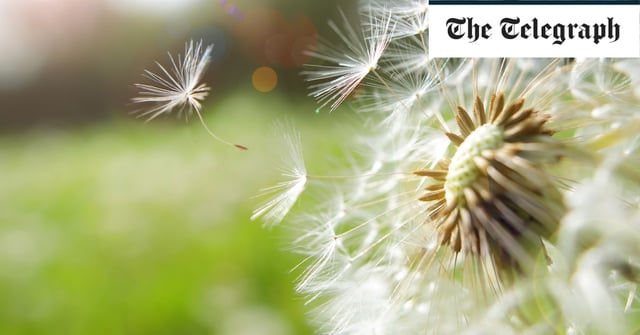 Pollen counts are set to peak in the coming days