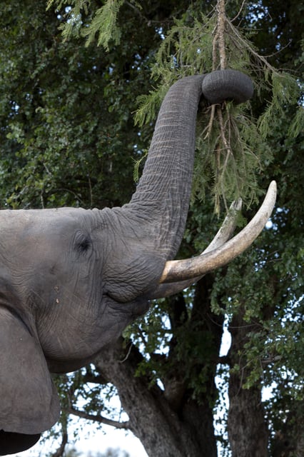 An elephant in Harare, Zimbabwe, in 2013